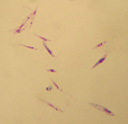  Leishmania tropica (promastigotes)