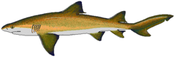  Requin citron (Negaprion brevirostris)