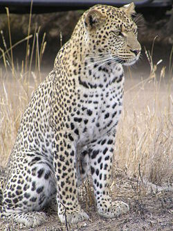  Panthère léopard