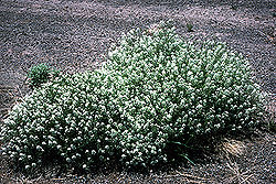  Lepidium montanum