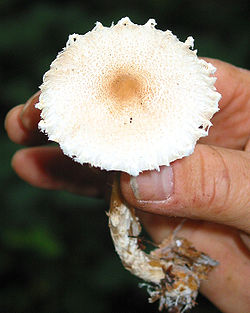  Lépiote crêtée (Lepiota cristata)