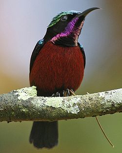  Souïmanga de Hasselt (Leptocoma sperata)