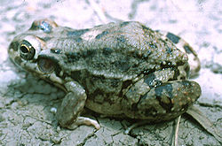 Leptodactylus bufonius