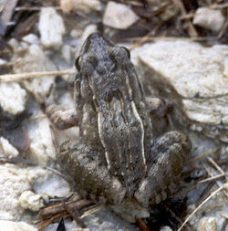  Leptodactylus fuscus