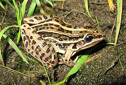  Leptodactylus gracilis