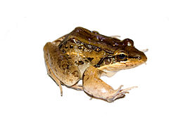 Leptodactylus bolivianus