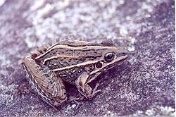 Leptodactylus jolyi