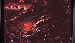 Leptodactylus knudseni