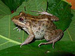 Leptodactylus macrosternum