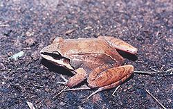   Leptodactylus mystaceus