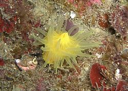  Corail jaune solitaire(Leptopsammia pruvoti)