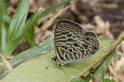  Leptotes babaulti