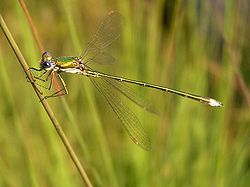   Lestes virens