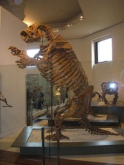 Squelette de Lestodon armatus