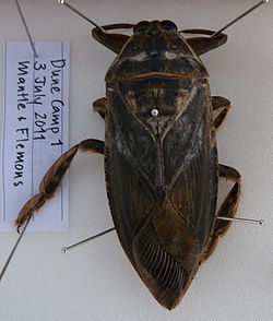  Lethocerus insulanus
