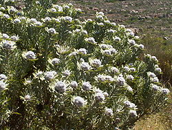 Leucadendron pubescens