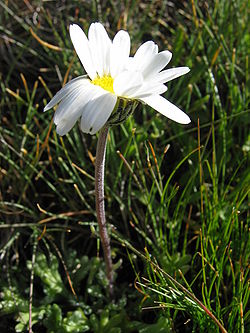  Leucanthemopsis alpina