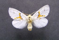 Leucodonta bicoloria