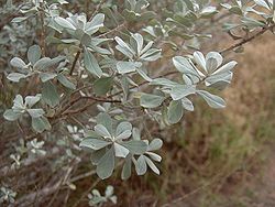  Leucophyllum frutescens (feuillage)