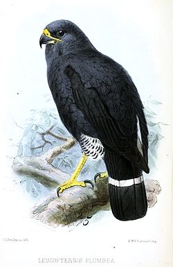  Leucopternis plumbeus