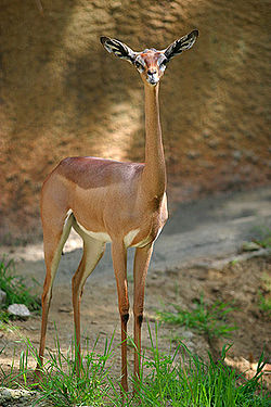  Gazelle de Waller (Litocranius walleri)