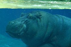 Hippopotamus amphibiusproche des cétacés