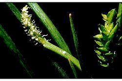  Lilaea scilloides