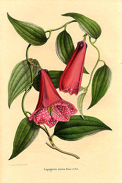  Copihue (Lapageria rosea)