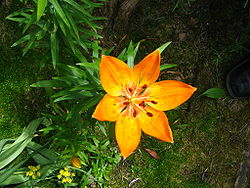  Lilium bulbiferum var. croceum