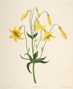  Lilium canadense