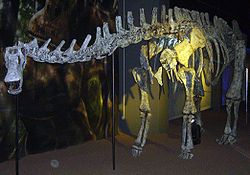  Moulage d'un squelette reconstitué de Limaysaurus