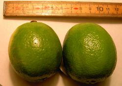  Citrus aurantifolia