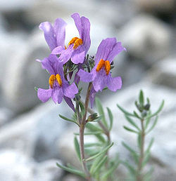  Linaria alpina