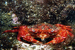 Liocarcinus corrugatus