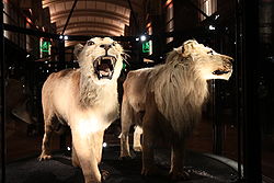  Lion du Cap au muséum national d'histoire naturelle à Paris.
