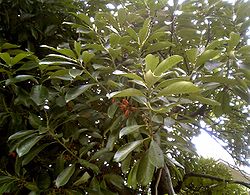  Lithocarpus edulis