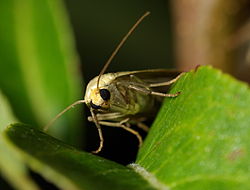  Lithosia quadra femelle