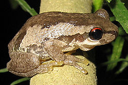  Litoria dentata