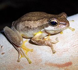  Litoria jervisiensis