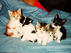 Litter of five kittens .jpg