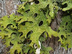  Lobaria pulmonaria