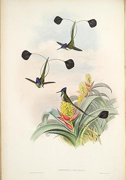 Loddigesia mirabilis mâle par John Gould
