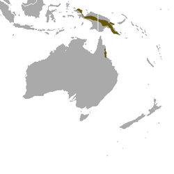 Long-tailed Pygmy Possum area.png