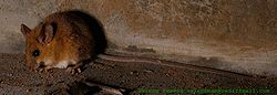  Souris à longue queue (Vandeleuria oleracea)