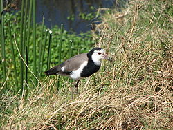  Vanneau à ailes blanches (Vanellus crassirostris)