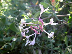  Lonicera implexa