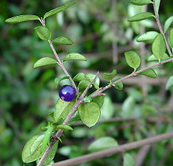  Lonicera nitida