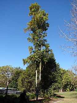  Lophanthera lactescens