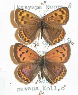  Lycaena pavana