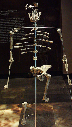 Squelette de Lucy à Mexico